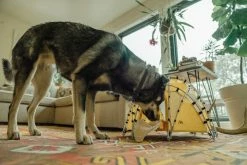 Tiny Tents Basecamp Dome Tent 18 Tiny Tents Basecamp Dome Tent -Camp & Hike Deals Shop aa149b84 1921 4652 81a4 ae1a365ddebd