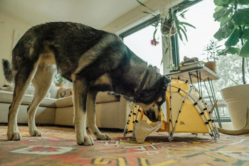 Tiny Tents Basecamp Dome Tent 8 Tiny Tents Basecamp Dome Tent - Image 8