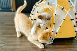 Tiny Tents Basecamp Dome Tent 17 Tiny Tents Basecamp Dome Tent -Camp & Hike Deals Shop db4b22d4 337b 4659 8658 5bb1971517c2